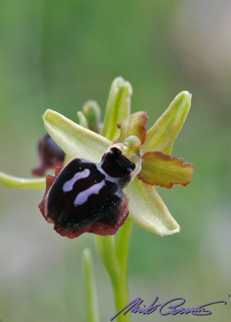 Ophrys passionis sui Monti Lucretili